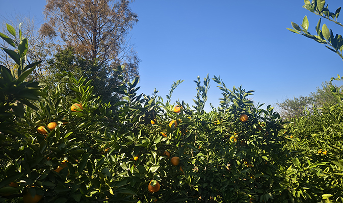 橘林探險，尋味金秋——記凱迪正大2025年度秋季團建活動